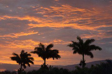 Three queen palm trees silhouetted at sunrise,