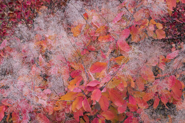 Detailed texture of Cotinus autumn leaves in red and yellow tones with fluffy, feathery seed plumes. Natural soft background for seasonal, botanical and decorative design themes.