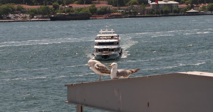 Two seagulls rest on a rooftop ledge above the Bosphorus while a white passenger boat approaches in choppy blue water. Urban wildlife, travel, summer heat, waiting and movement in Istanbul.