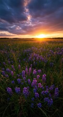 Fototapeta premium Brilliant golden hour light illuminates a sweeping meadow covered in vibrant violet-blue wildflowers under a stunning, colorful evening sky ,peaceful ,flowers ,sunset