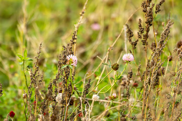Example of a winter bird food crop grown by farmers in Wiltshire, England. millets, clover, sunflowers etc., are allowed to go to seed in order to sustain wild birds through the winter.