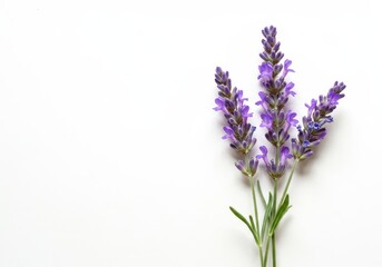 Obraz premium A delicate cluster of fresh, aromatic lavender blooms, showcasing vibrant purple hues against a pristine, solid white background for maximum contrast ,minimalist ,fresh ,beauty