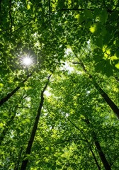 Sunlight filtering through the dense, lush green leaves of a vibrant forest canopy, illustrating environmental sustainability and healthy organic growth ,abstract ,rich ,fresh