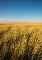 Obraz premium Vast open grassland under a brilliant blue sky. Golden native grasses stretch to the distant horizon on a warm, expansive summer afternoon ,bright ,plains ,blue