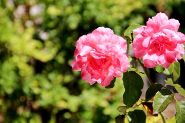 Obraz premium planta flor rosa – Rosa spp. 