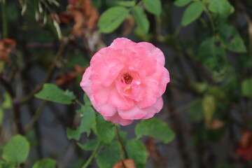 planta flor rosa – Rosa spp.  