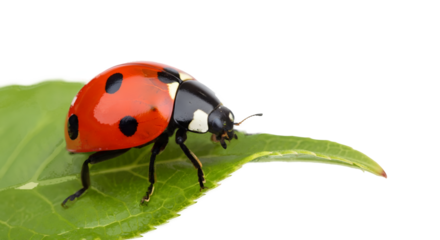 Ladybug on a Leaf: A vibrant ladybug with its distinctive red and black markings perches gracefully on a lush green leaf, capturing the beauty and charm of miniature wildlife.