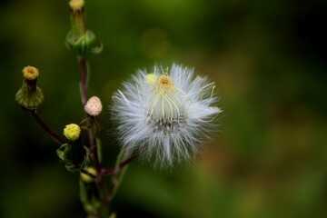 planta flor Senecio vulgaris