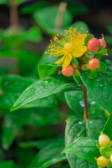 Johanniskraut (Hypericum inodorum)