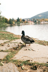 A duck is standing on a path near a body of water