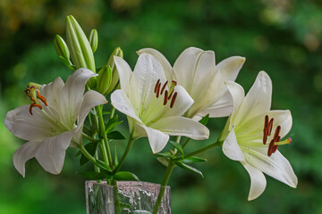 Weiße Lilien(Lilium) in einer Blumenvase © AnnaReinert