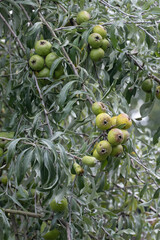 Weidenblättrige Birne (Pyrus salicifolia), Früchte