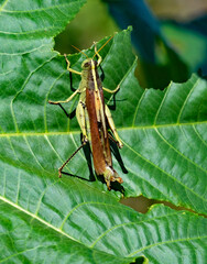 A giant grasshopper eating a large green leaf