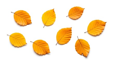 Autumnal Leaves in Artistic Display: An artistic arrangement of vibrant, golden-yellow autumn leaves showcases the beauty of the season. capturing the pure seasonal art and nature's vivid artistry.