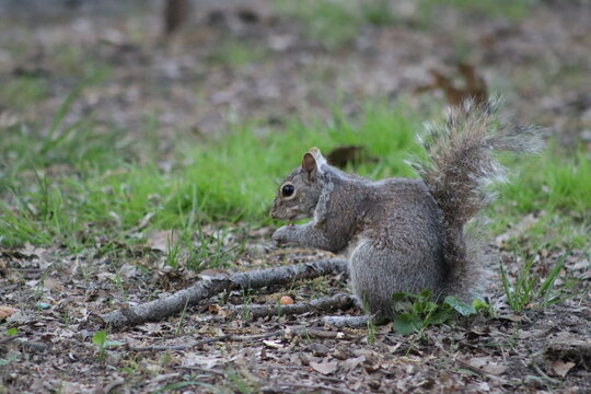 brown squirrel eating on the ground