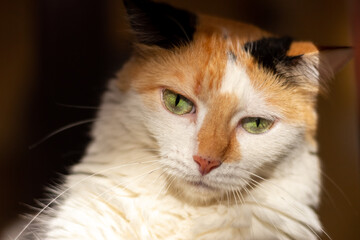 Close-up portrait of a red and white cat with green eyes