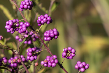 野道を歩いていると一際目立つコムラサキの実