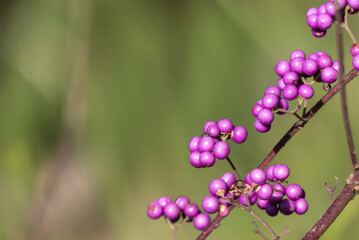 野道を歩いていると一際目立つコムラサキの実