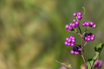 野道を歩いていると一際目立つコムラサキの実