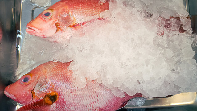 fresh red snapper fish with ice in the seafood market 