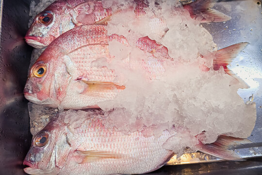 fresh red snaper fish on ice sell in the seafood market