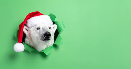Polar Bear with Christmas Hat Breaking Through Green Paper – Festive Holiday Background with Copy Space