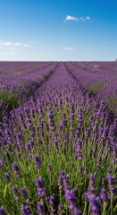 Obraz premium Expansive sunlit field of blooming purple lavender flowers under a clear blue sky, illustrating summer tranquility and aromatic beauty ,summer ,scenic ,nature