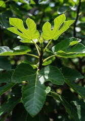 Obraz premium Lush green foliage of a healthy fig tree growing outdoors under bright sunlight, showing large distinctive lobed leaves ,perennial ,outdoor ,tree