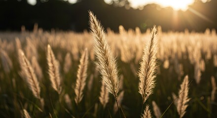 Fototapeta premium Delicate plumes of wild whitetail grass swaying gently in a sunlit field during the early autumn morning hours, highlighting natural texture ,abstract ,quiet ,outdoor