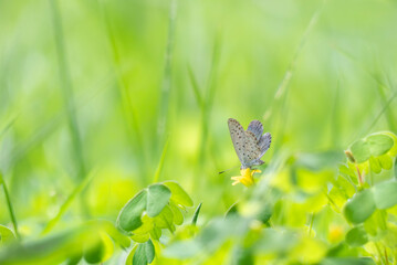黄色い小さな花を渡り飛ぶシジミチョウ