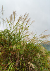 ススキと朝霧（ 飛騨一之宮） 2025年10月中旬撮影