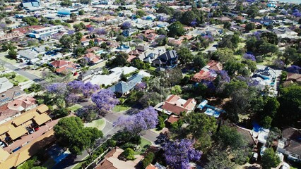Colorful jacaranda trees bloom over suburban houses in springtime, showcasing nature's beauty in an Australian neighborhood