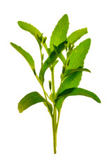 Stevia fresh sprig isolated on white background.Stevia rebaudiana.Sugar substitute. Natural dietary sweetener.Healthy food without sugar .Natural sweet grass. 