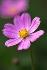 Delicate Pin Flower Macro Botanical Beauty Against Soft Background Macro photograph of a single, tiny pin flower with dew drops on its delicate petals. Soft, diffused background with gentle bokeh.