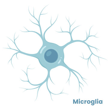 Vector illustration of microglia , showcasing their role in neuron support. Neuroglia cell	