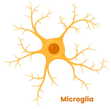 Vector illustration of microglia , showcasing their role in neuron support. Neuroglia cell	