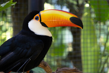 Beautiful black and white toucan photographed up close
