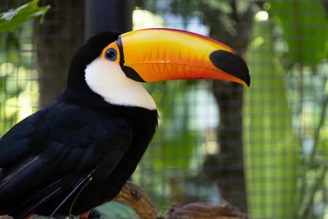 Selbstklebende Fototapeten Tukan Beautiful black and white toucan photographed up close  © Nataly Regina