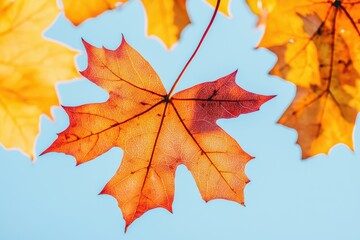 Obraz premium Vibrant Autumn Leaves Against Clear Sky with Natural Lighting Highlighting Their Colorful and Intricate Details