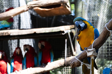 A yellow macaw on the right side of the image and a group of scarlet macaws in the out-of-focus background on the left side