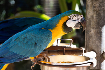 A yellow macaw on a silver metal bowl that is reflecting the sunlight and illuminating it