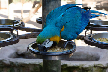 A yellow macaw eating in a bird feeding area