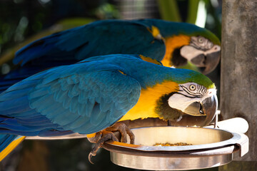 A yellow macaw on a silver metal bowl that is reflecting the sunlight and illuminating it and another macaw in the background out of focus