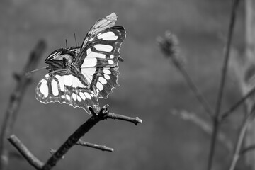 Black and white image of a monarch butterfly perched on a thin twig