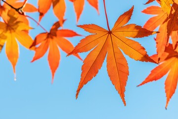 Vibrant Autumn Maple Leaves Against a Clear Blue Sky Capturing the Essence of Fall Colors and Nature's Beauty