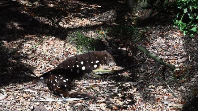 Spotted tail Quoll, Dasyurus maculatus, also Tiger Quoll, a carnivorous marsupial, highly endangered species on the brink to extinction, living in protective enclosure