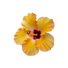 Fototapeta premium Yellow hibiscus flower isolated on white background with path 