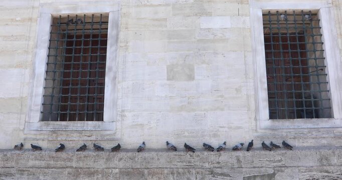 A row of pigeons rests on the stone ledge of an Ottoman mosque, framed by two iron-barred windows. Minimalist symmetry, urban calm, and a moment of stillness between prayer and passage.