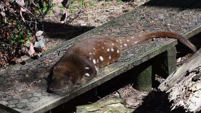 Spotted tail Quoll, Dasyurus maculatus, also Tiger Quoll, a carnivorous marsupial, highly endangered species on the brink to extinction, living in protective enclosure