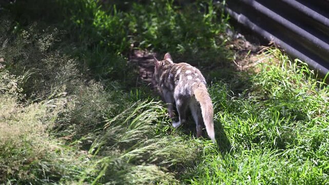 eastern Quoll, Dasyurus viverrinus, small carnivorous marsupial fast and agile solitary predator and endangered species living in a protective enclosure.